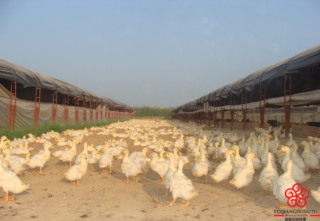 鴨子運(yùn)動(dòng)場