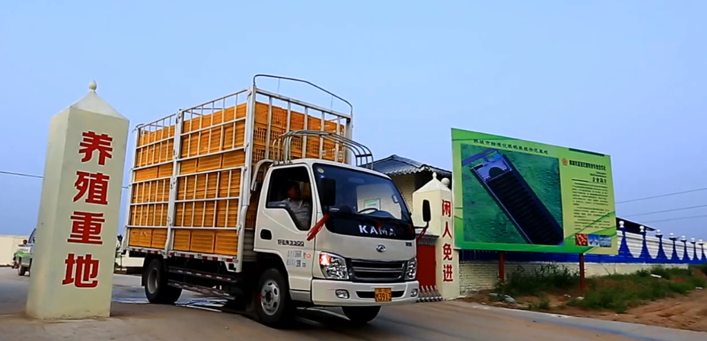 填鴨養(yǎng)殖六個(gè)統(tǒng)一