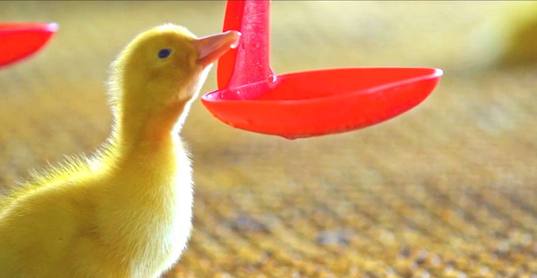 1664261377717111.png 6.png