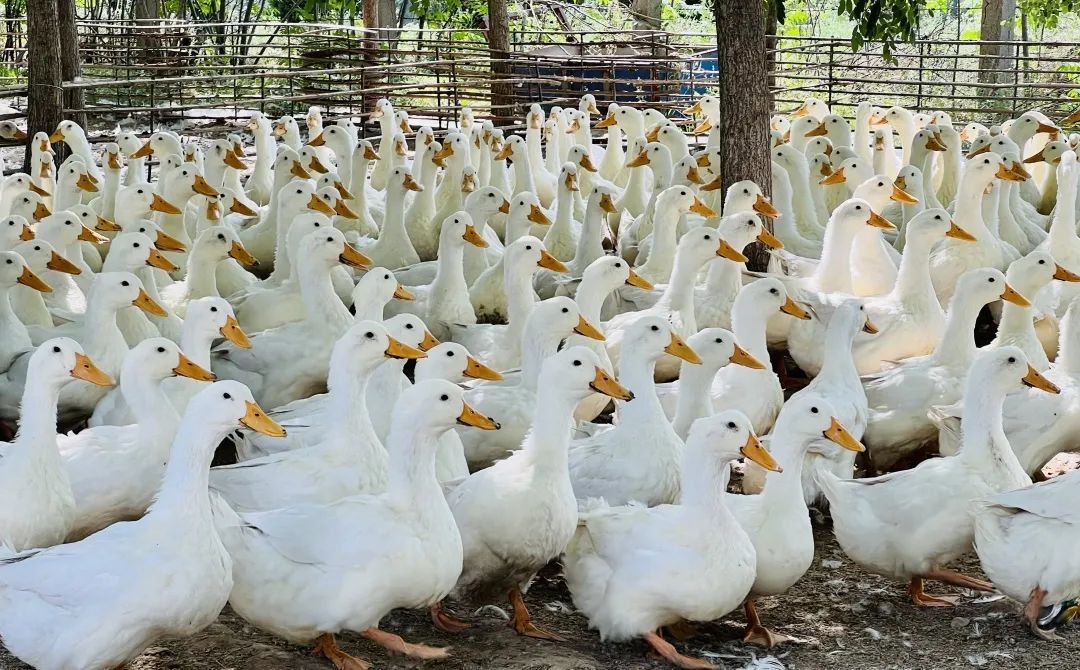 1664261432363419.jpg 7.jpg