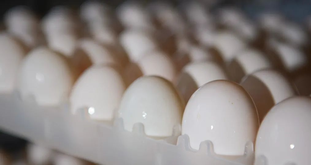 1664261509431203.jpg 8.jpg