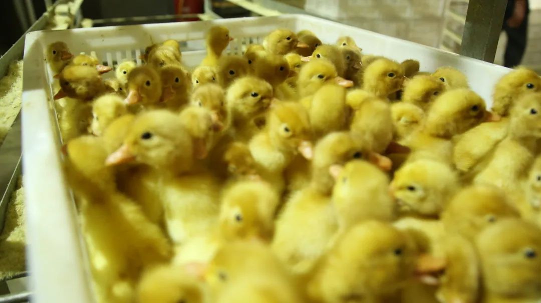 1664261558738775.jpg 9.jpg