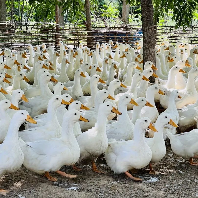 1681775604637089.jpg 2.jpg