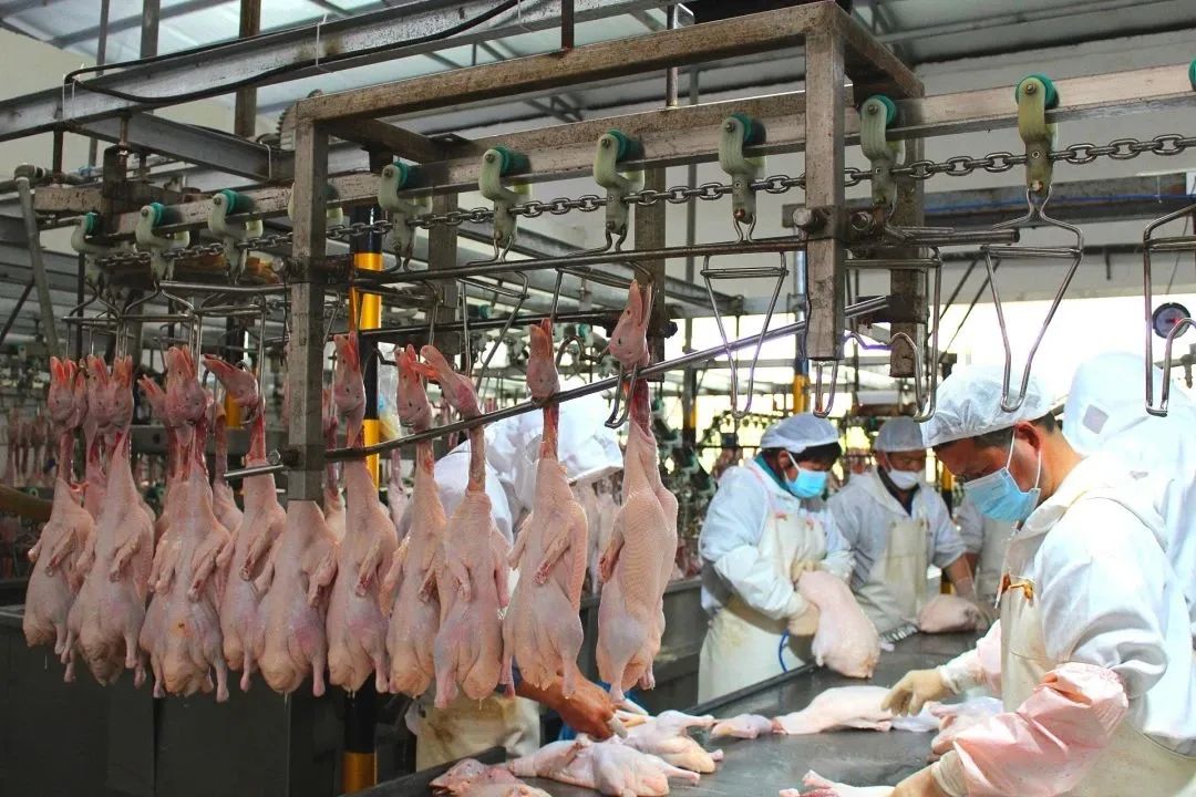 1681775723855009.jpg 5.jpg