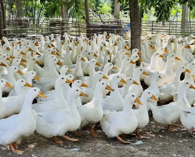 1688432431594413.jpg 8.jpg