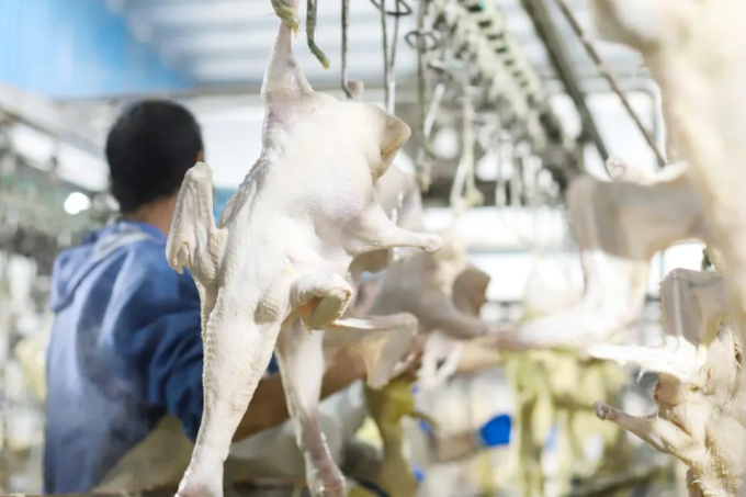 1694737853777724.jpg 5.jpg