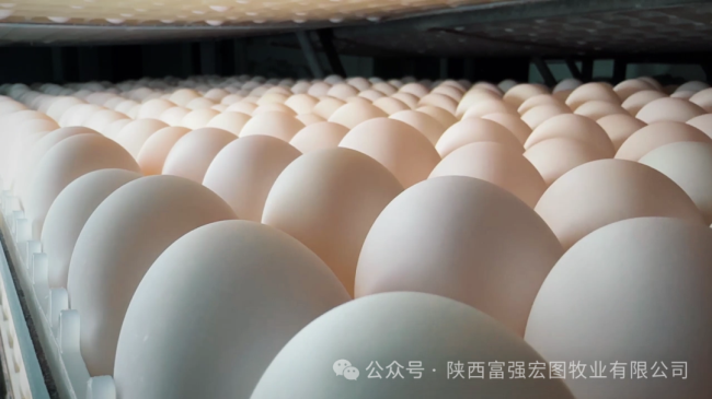 1732870684565616.png 4.png