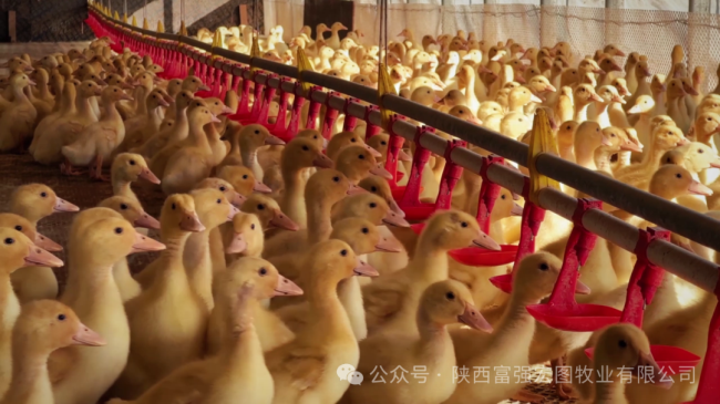 1732870735321863.png 7.png