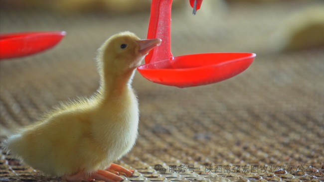 1744703291216758.jpg 2.jpg