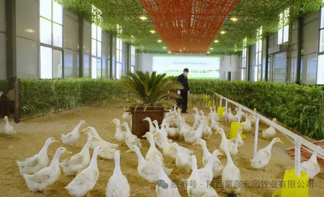 1744703462762801.jpg 3.jpg