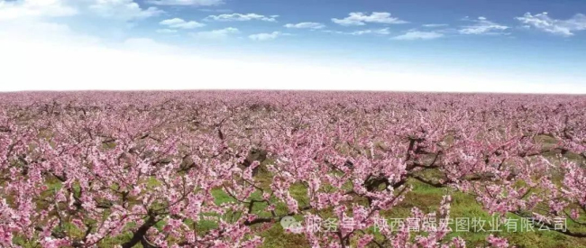 1744706724654566.jpg 2.jpg