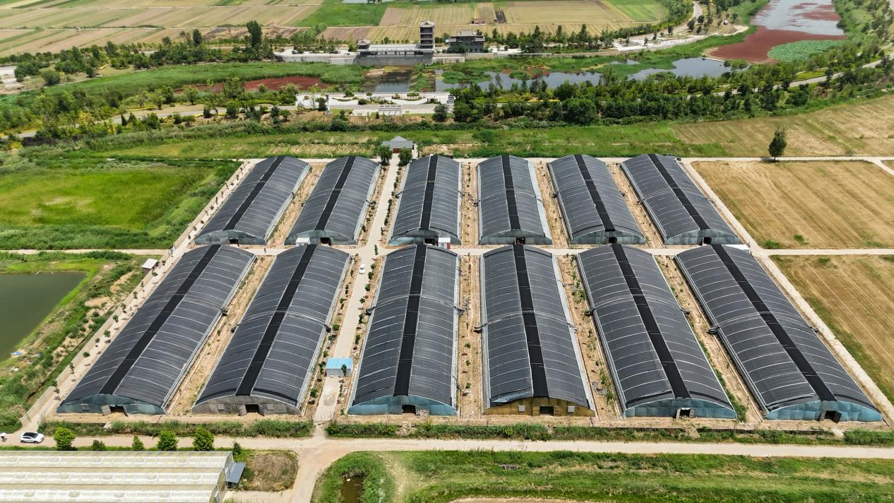 種鴨養(yǎng)殖基地